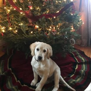 Meet your Posher, Morgan